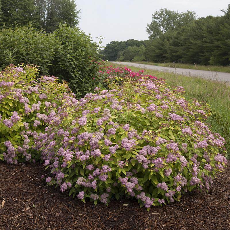 Double Play Big Bang® Spirea - Image 4