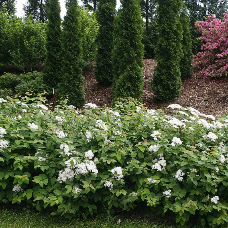 Double Play® Blue Kazoo® Spirea - Image 4