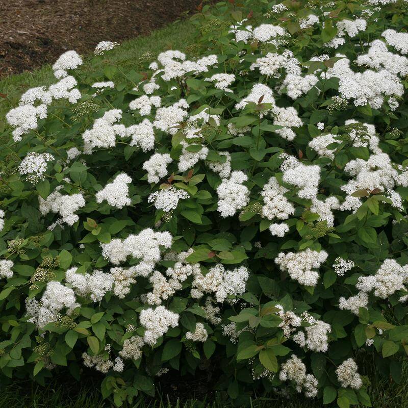Double Play® Blue Kazoo® Spirea - Image 5