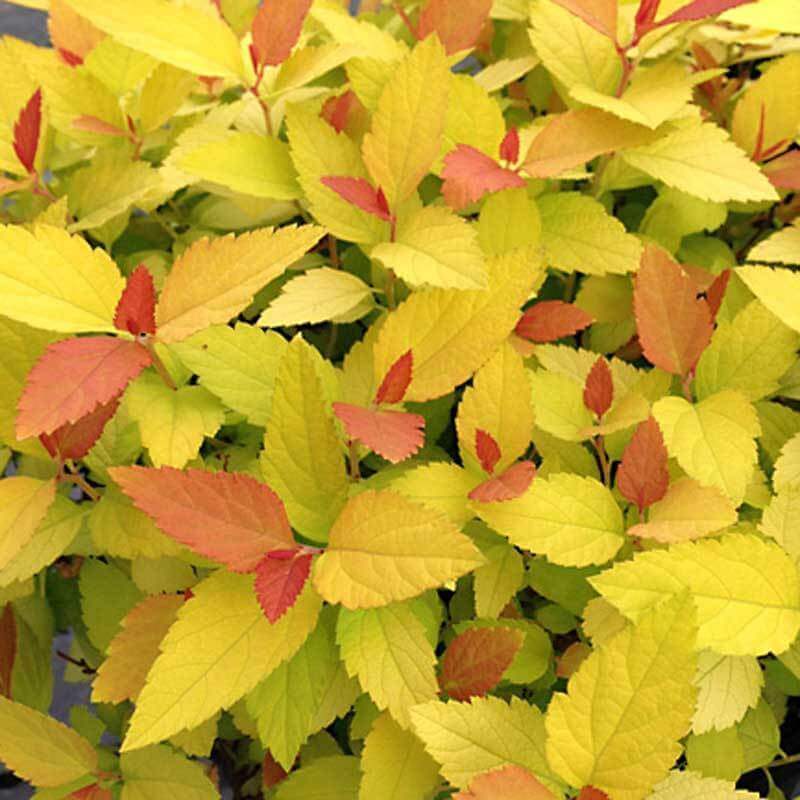 Double Play® Candy Corn® Spirea - Image 3