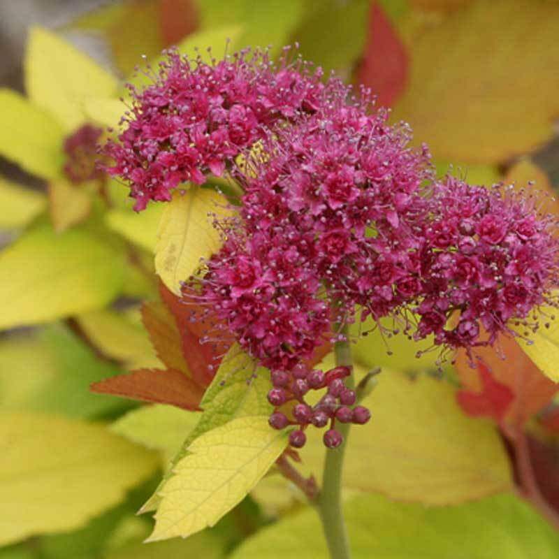Double Play® Candy Corn® Spirea - Image 5