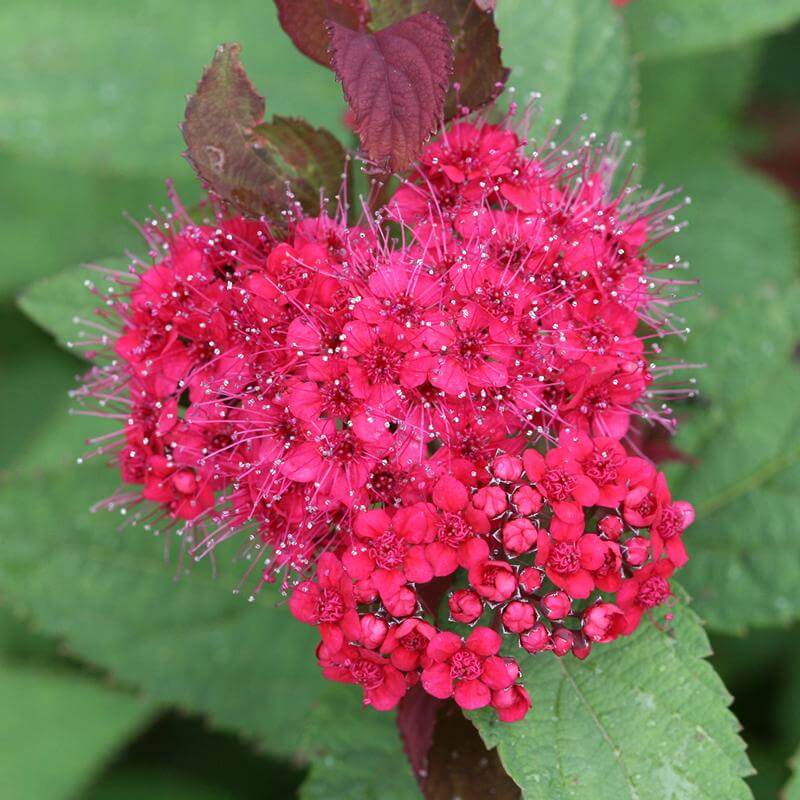 Double Play Doozie® Reblooming Spirea - Image 3