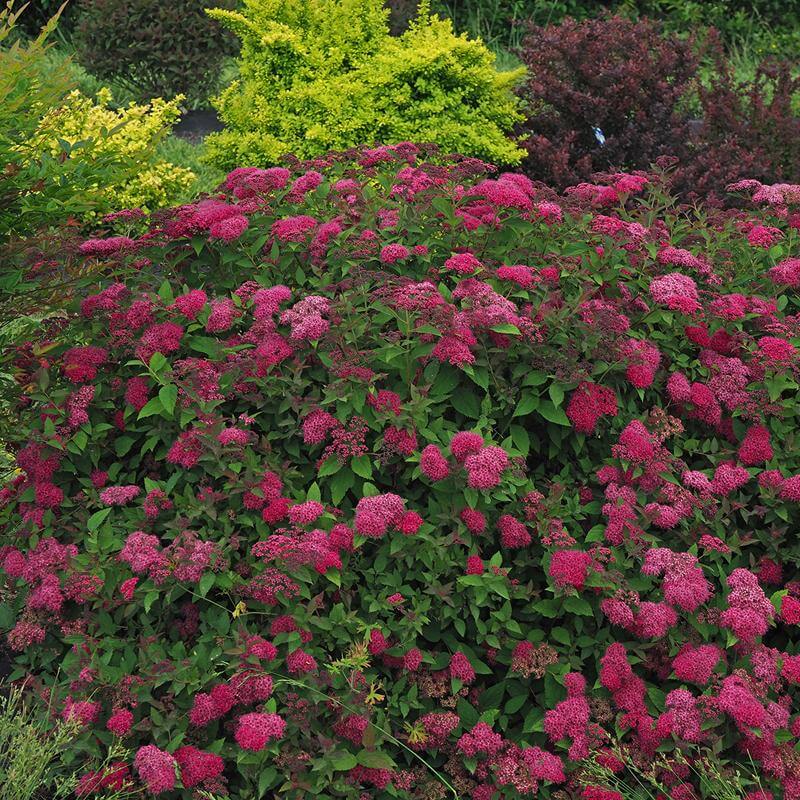 Double Play Doozie® Reblooming Spirea - Image 4