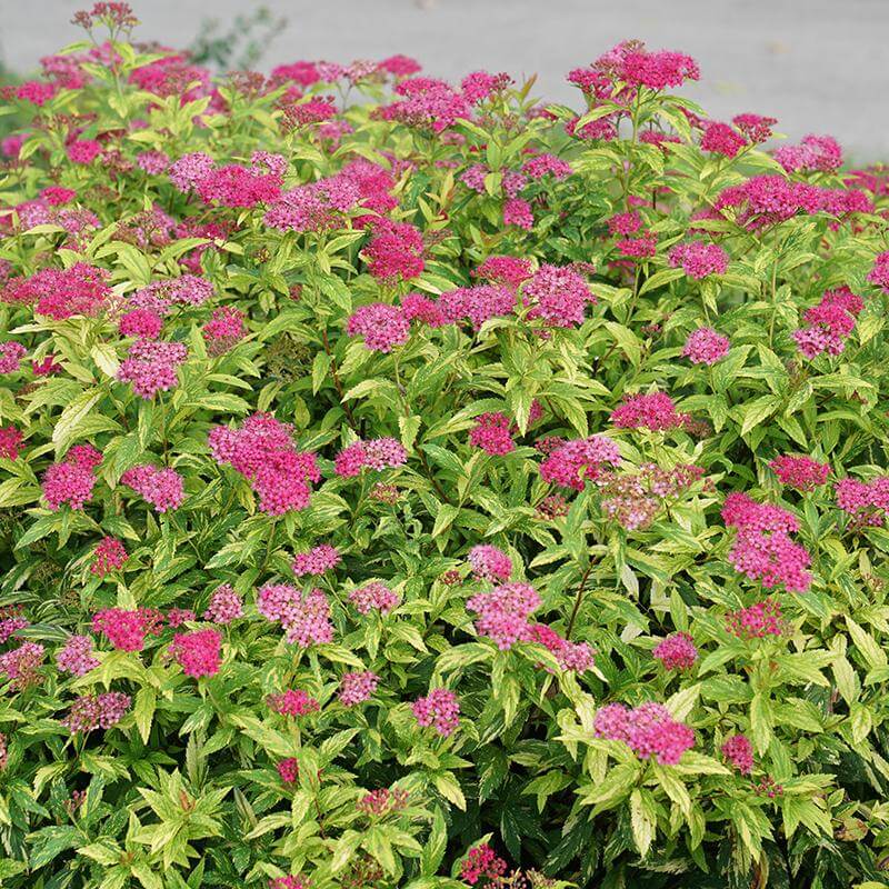 Double Play® Painted Lady® Spirea - Image 3