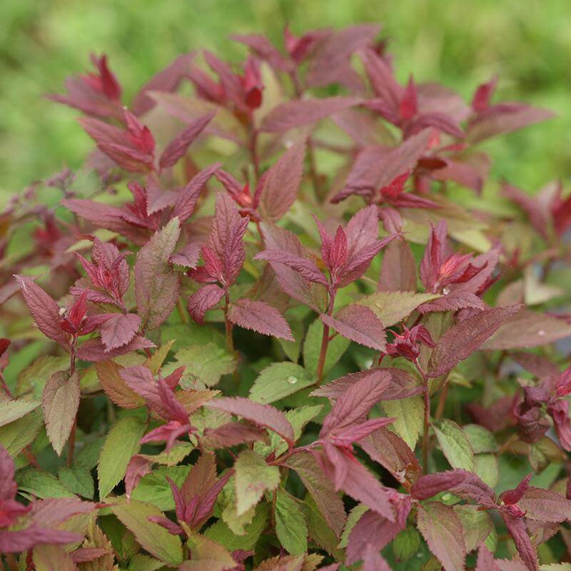 Double Play® Red Spirea - Image 6