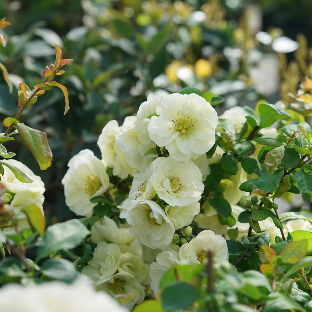 Double Take Eternal White® Quince (Chaenomeles)