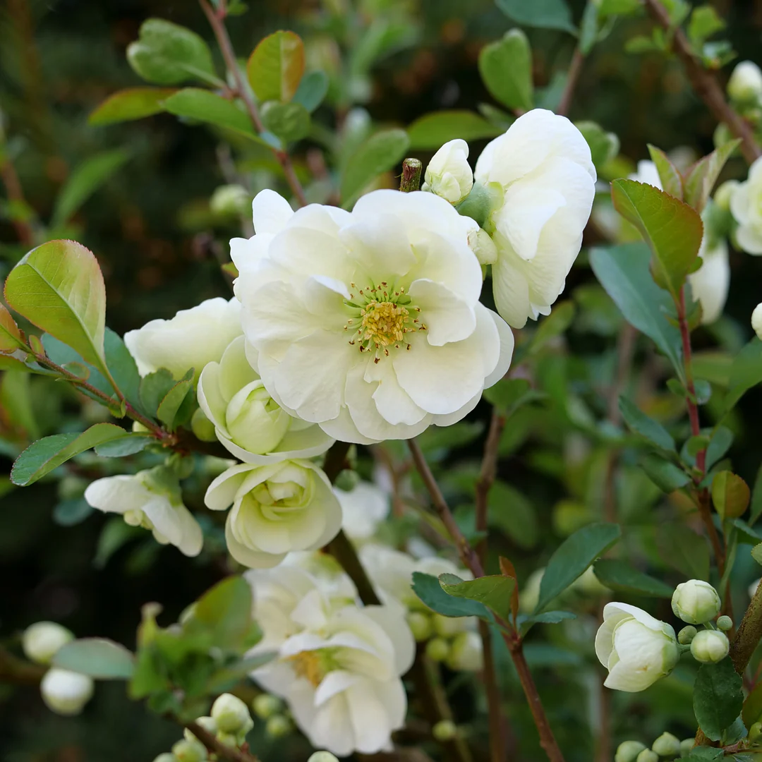 Double Take Eternal White® Quince (Chaenomeles) - Image 2