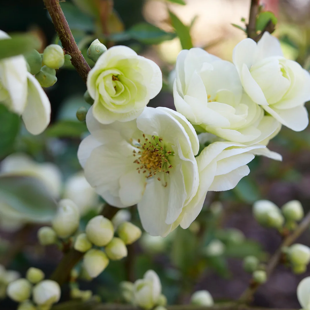Double Take Eternal White® Quince (Chaenomeles) - Image 4