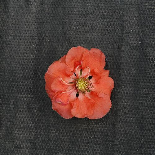 Double Take Peach™ Flowering Quince (Chaenomeles) - Image 3