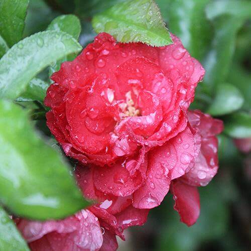 Double Take Pink™ Flowering Quince - Image 2