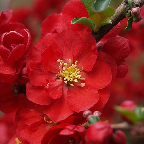 Double Take Scarlet™ Flowering Quince (Chaenomeles) - Image 3