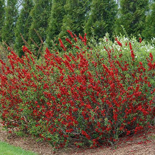 Double Take Scarlet™ Flowering Quince (Chaenomeles) - Image 6