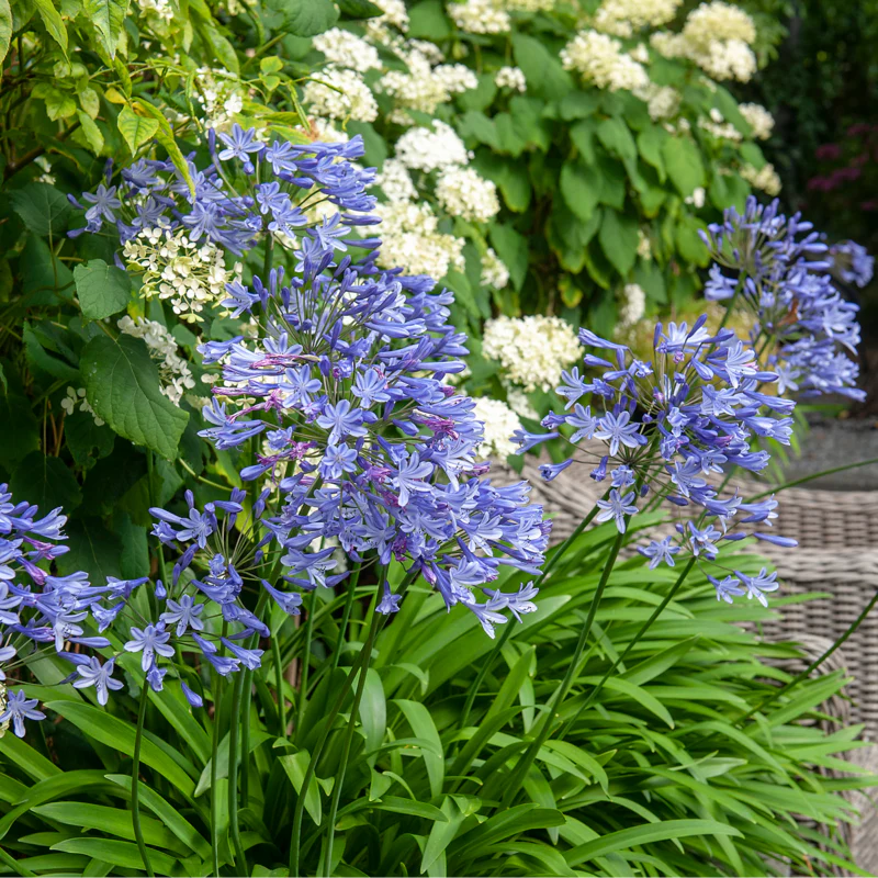 'Dr. Brouwer' Lily of the Nile (Agapanthus)