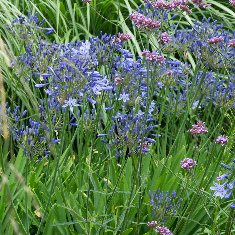 'Dr. Brouwer' Lily of the Nile (Agapanthus) - Image 3