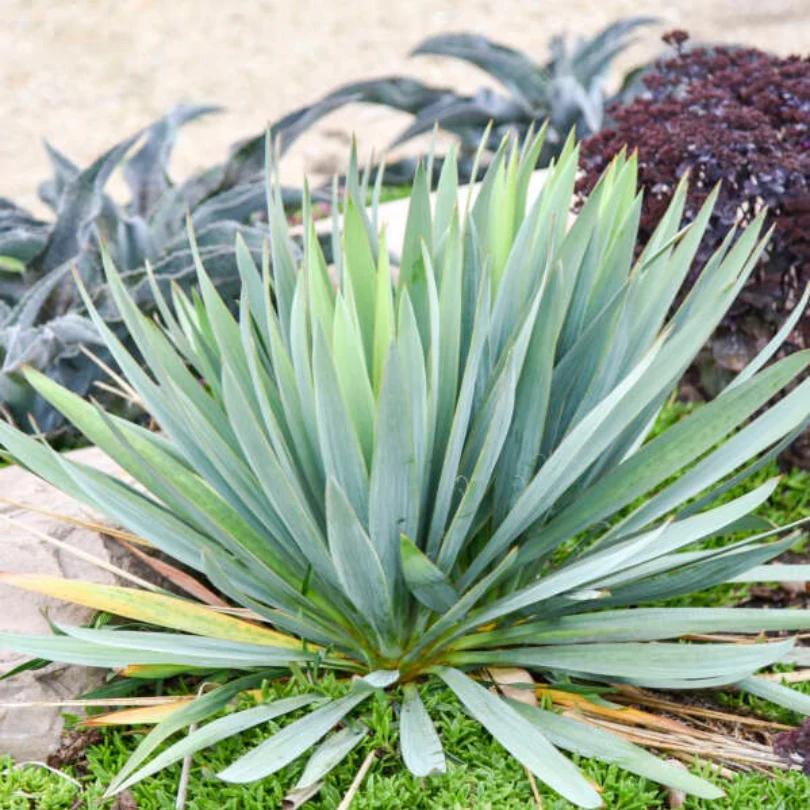 'Dragon Slayer' Yucca