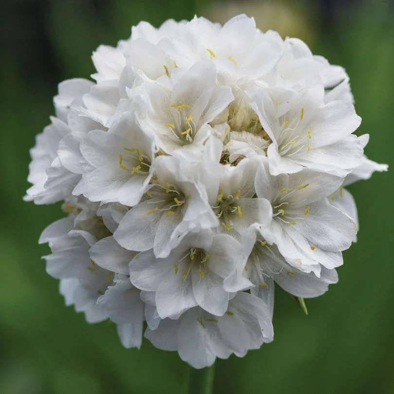 Dreameria® 'Dream Clouds' Sea Thrift