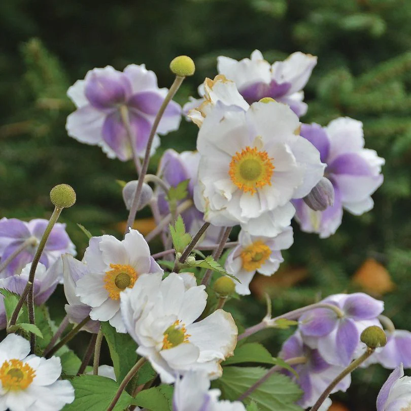 'Dreaming Swan' Japanese Anemone