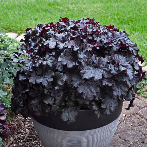 Dressed Up™ 'Evening Gown' Coral Bells (Heuchera)