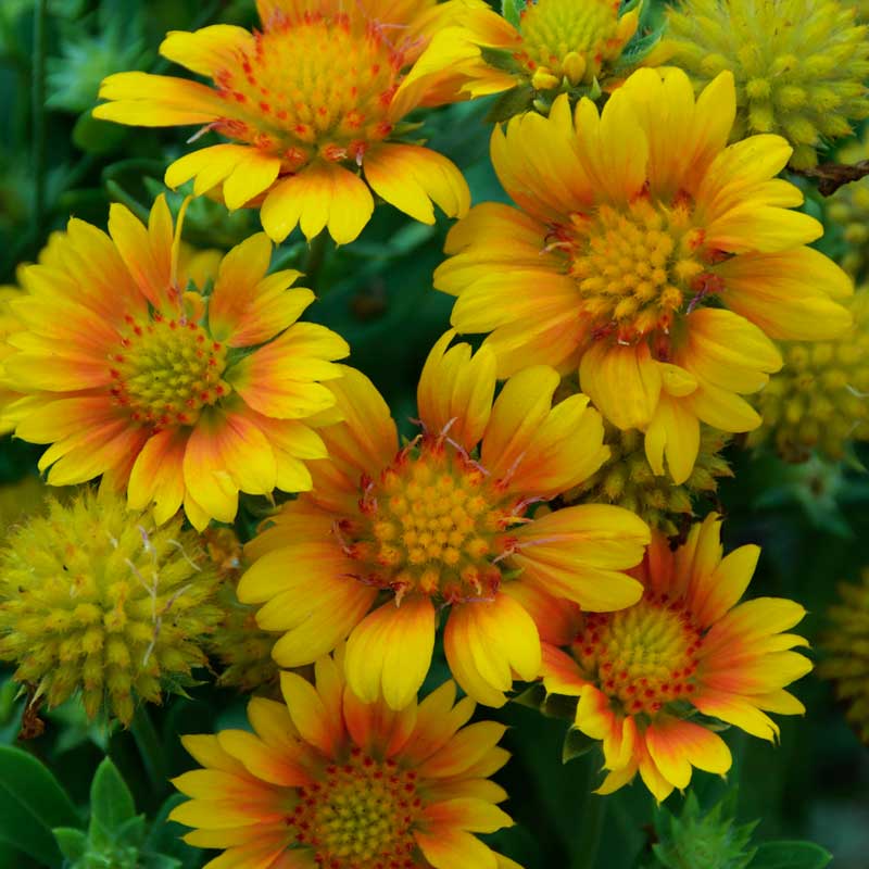 Drought Resistant+ Long Blooming Collection - Image 5