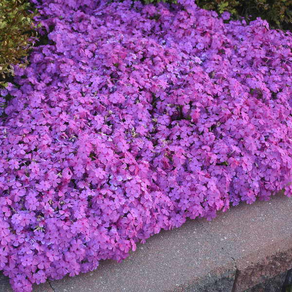 'Drummond's Pink' Creeping Phlox - Image 3