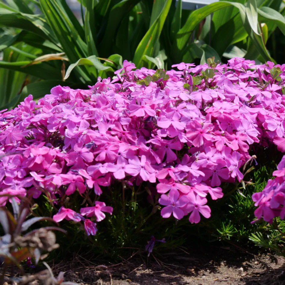 'Drummond's Pink' Creeping Phlox - Image 6