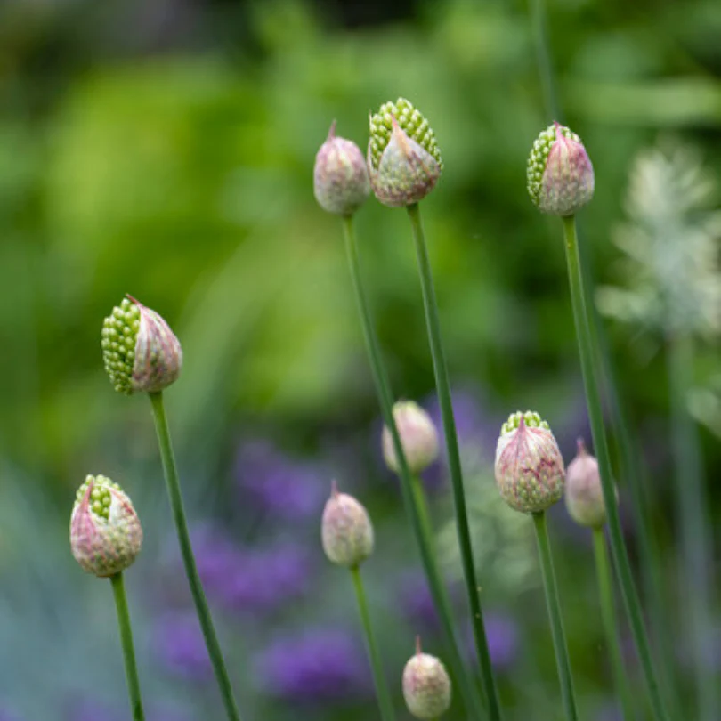 Drumstick Allium - Image 6
