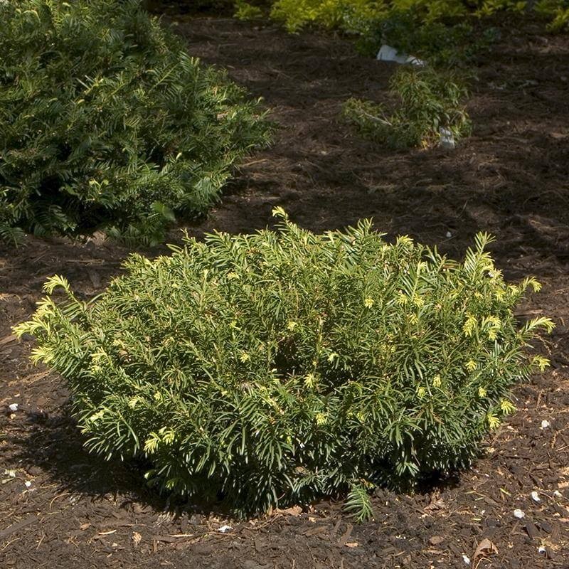'Duke Gardens' Plum Yew - Image 2