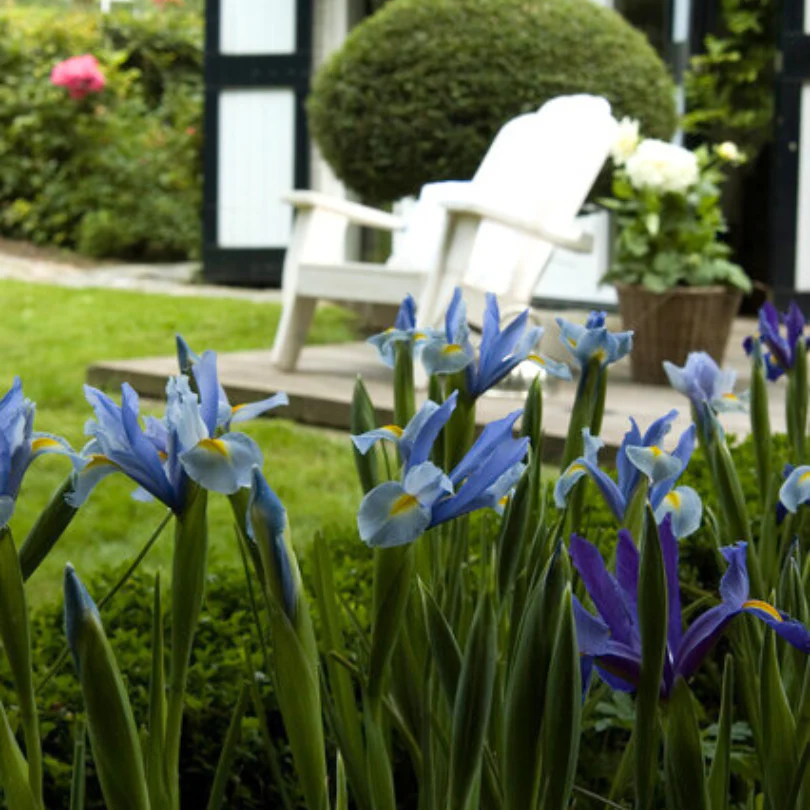 Dutch Iris Mixture - Image 2