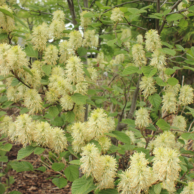 Dwarf Fothergilla - Image 2