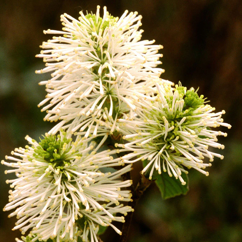 Dwarf Fothergilla - Image 3