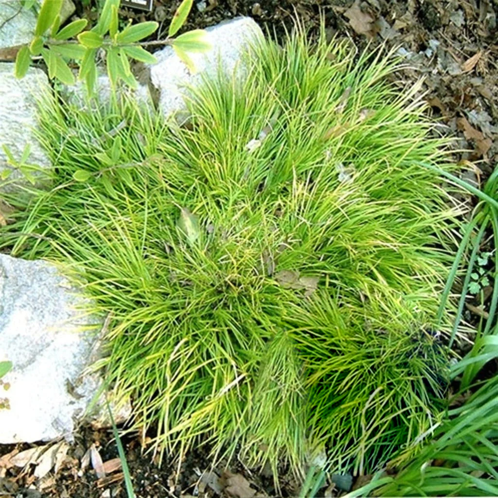 Dwarf Sweet Flag (Acorus)
