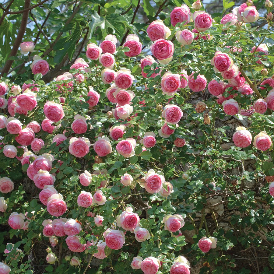 Eden Climber® Rose