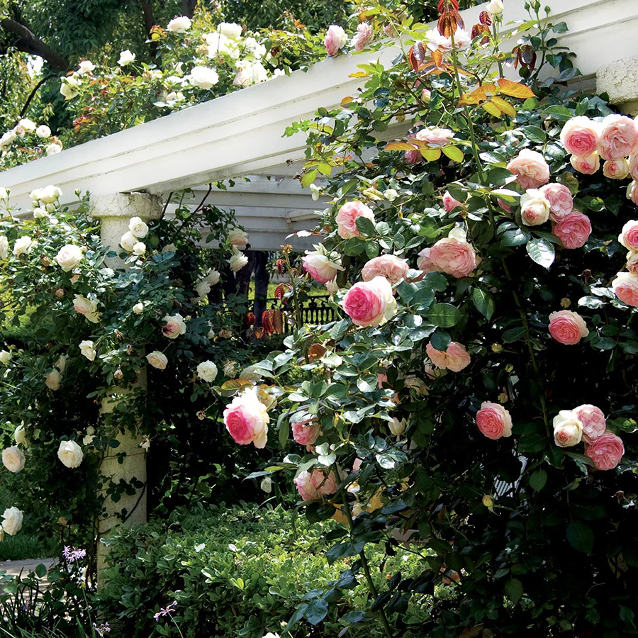 Eden Climber® Rose - Image 4