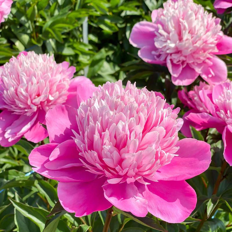 'Edulis Superba' Peony (Paeonia)