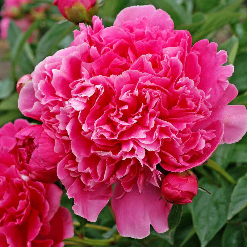 'Edulis Superba' Peony (Paeonia) - Image 3