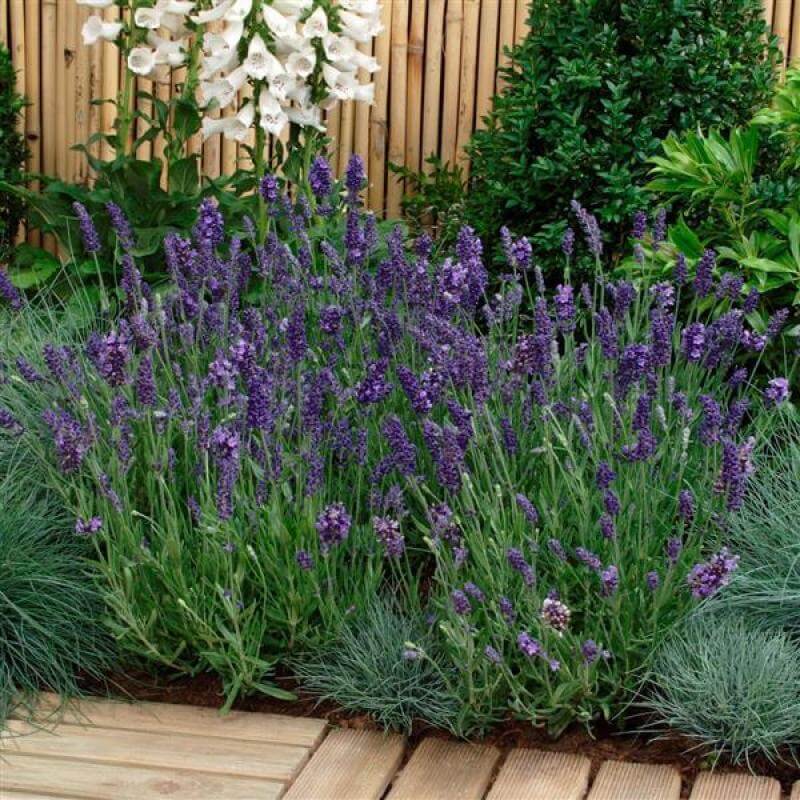 'Ellagance Purple' Lavender (Lavandula)