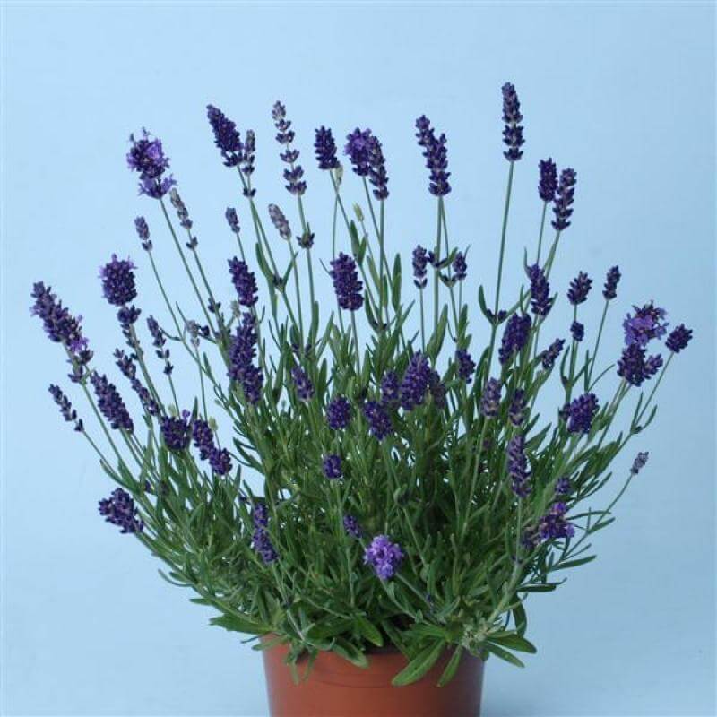 'Ellagance Purple' Lavender (Lavandula) - Image 2