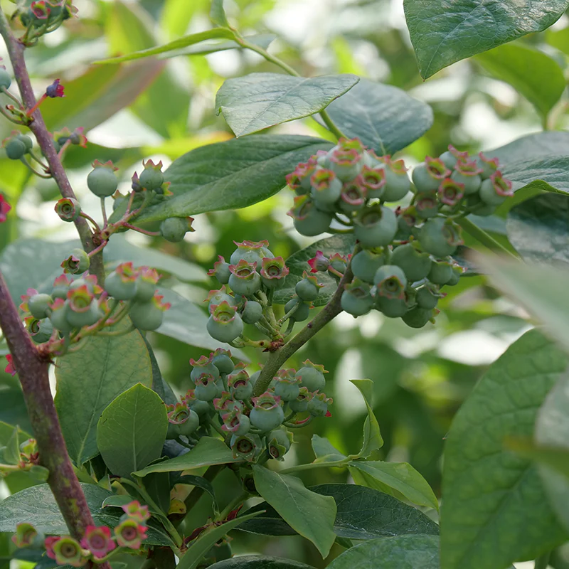 'Elliott' Blueberry (Vaccinium)