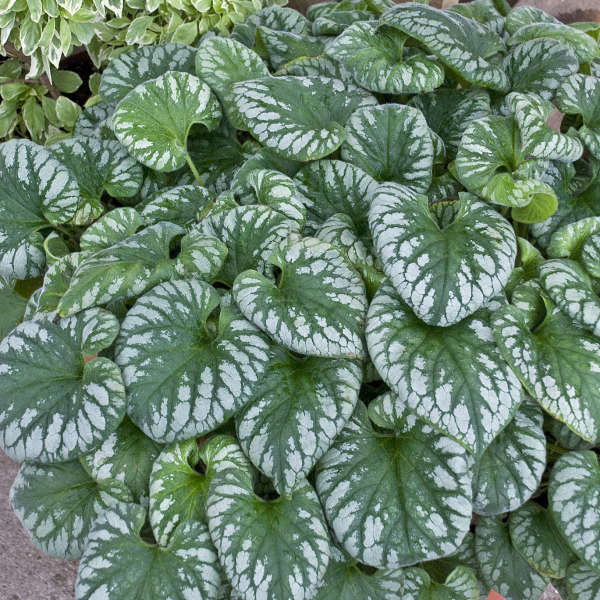 'Emerald Mist' Siberian Bugloss (Brunnera) - Image 3