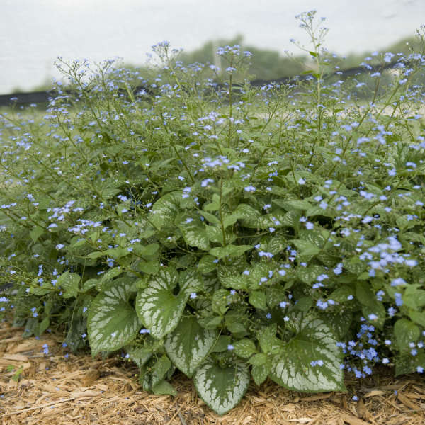 'Emerald Mist' Siberian Bugloss (Brunnera) - Image 4