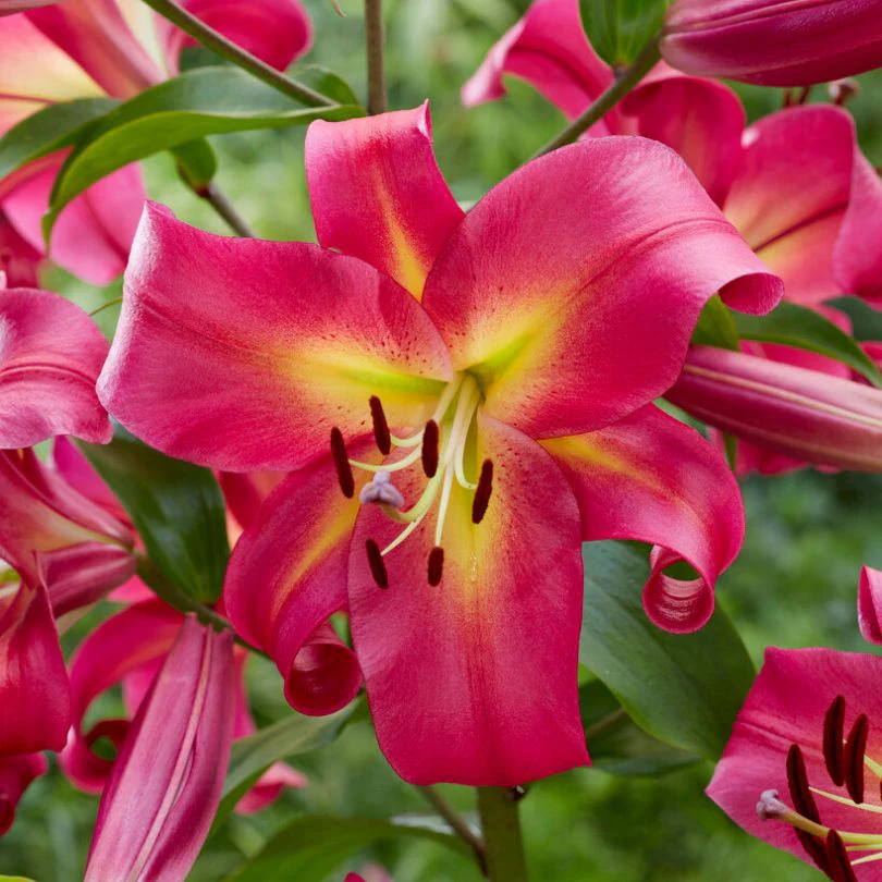 'Empoli' Lily (Lilium)