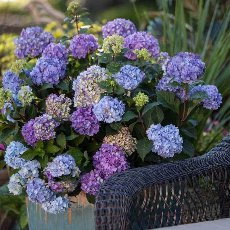Endless Summer® BloomStruck® Bigleaf Hydrangea - Image 3