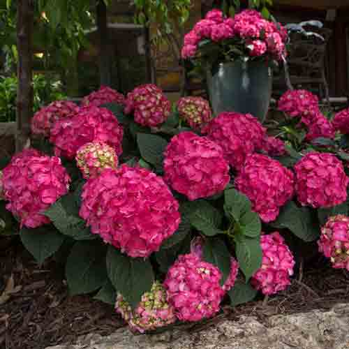 Endless Summer® Summer Crush® Bigleaf Hydrangea - Image 2