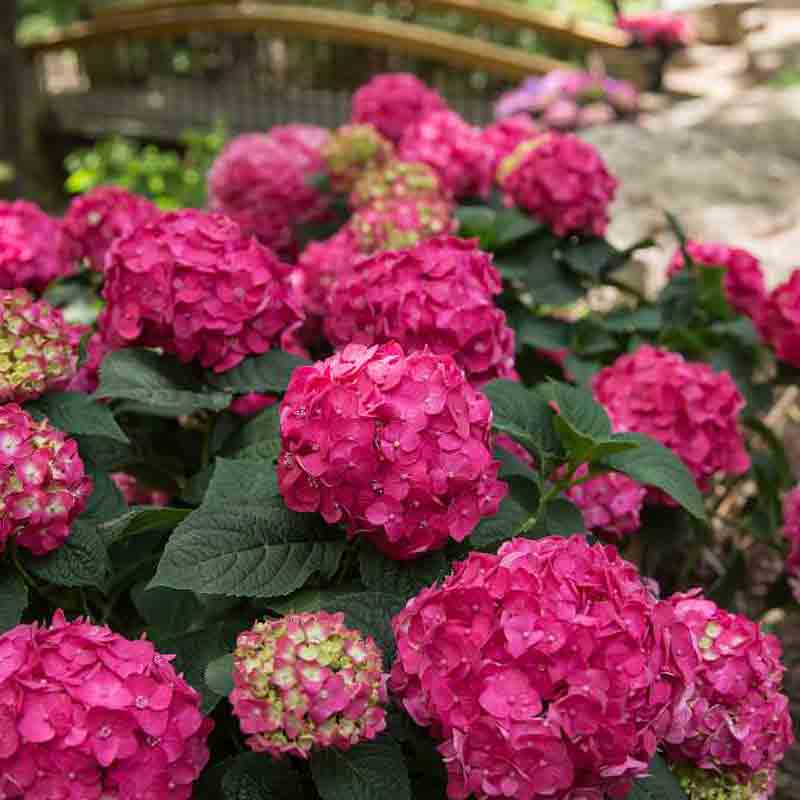 Endless Summer® Summer Crush® Bigleaf Hydrangea - Image 3