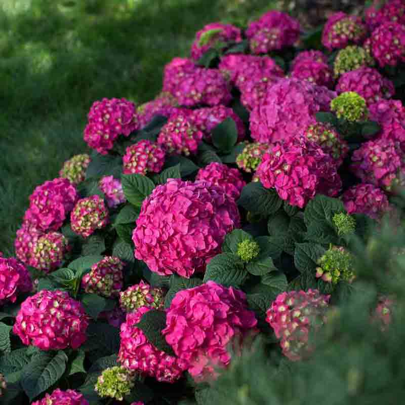 Endless Summer® Summer Crush® Bigleaf Hydrangea - Image 5