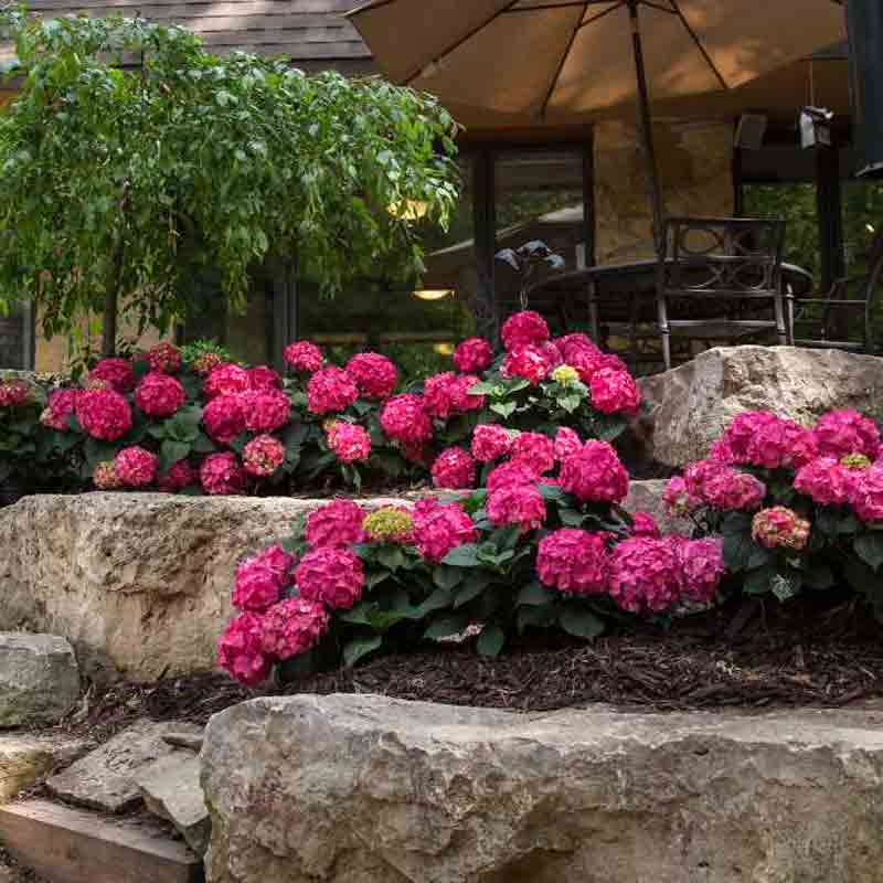 Endless Summer® Summer Crush® Bigleaf Hydrangea - Image 6