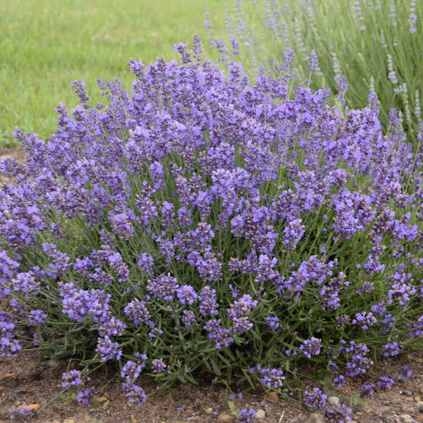 'Essence Purple' Lavender (Lavandula)