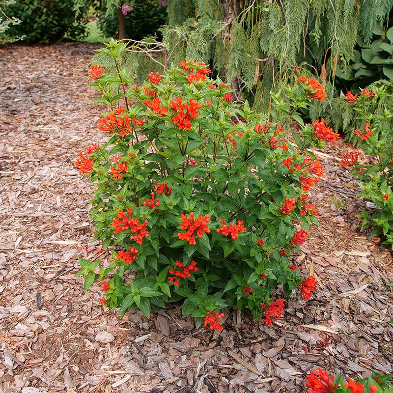 Estrellita™ Scarlet Firecracker Bush (Bouvardia) - Image 4