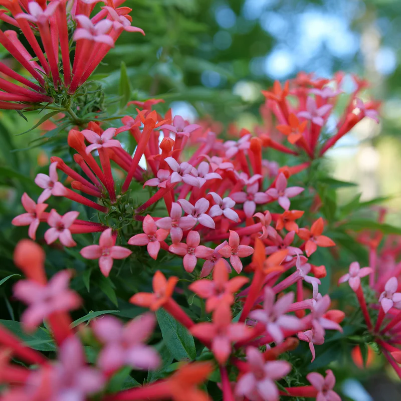 Estrellita Little Star™ Firecracker Bush (Bouvardia)