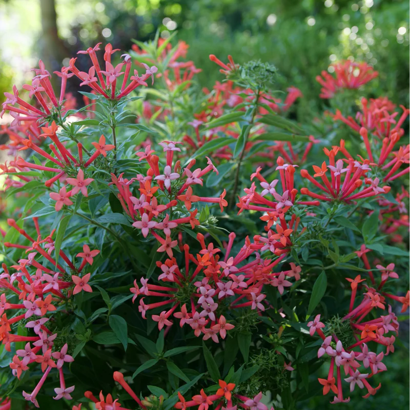 Estrellita Little Star™ Firecracker Bush (Bouvardia) - Image 2